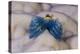 Blue Christmas Tree Worm (Spirobranchus Giganteus)-Reinhard Dirscherl-Premier Image Canvas