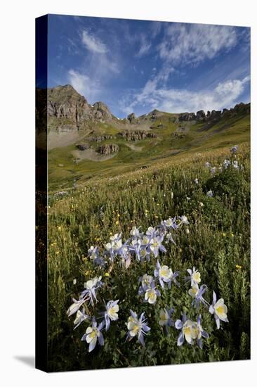 Blue columbine  in an Alpine basin, San Juan Nat'l Forest, Colorado, USA-James Hager-Premier Image Canvas