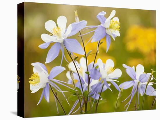 Blue Columbine-null-Premier Image Canvas