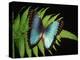 Blue Common Morpho Butterfly on Fern Frond-Kevin Schafer-Premier Image Canvas