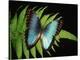 Blue Common Morpho Butterfly on Fern Frond-Kevin Schafer-Premier Image Canvas