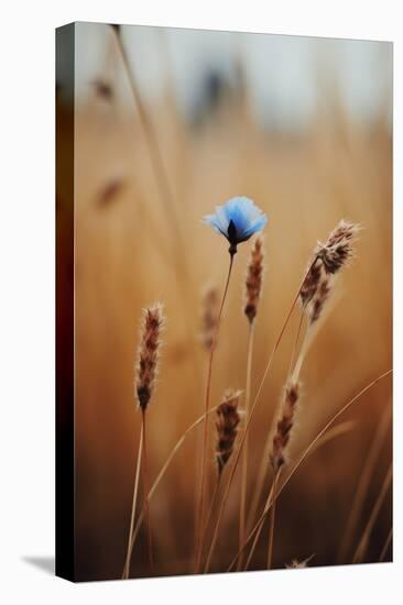 Blue Corn Flower-Treechild-Premier Image Canvas