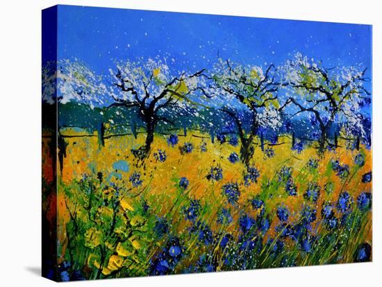 Blue Cornflowers 545130-Pol Ledent-Stretched Canvas