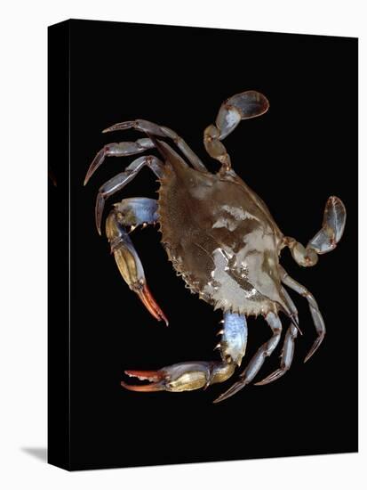 Blue Crab-Christopher C Collins-Premier Image Canvas