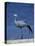 Blue Crane, Anthropoides Paradisea, Etosha National Park, Namibia, Africa-Thorsten Milse-Premier Image Canvas