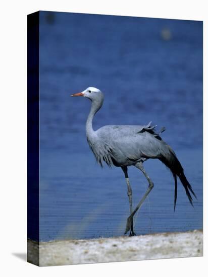 Blue Crane, Anthropoides Paradisea, Etosha National Park, Namibia, Africa-Thorsten Milse-Premier Image Canvas