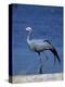 Blue Crane, Anthropoides Paradisea, Etosha National Park, Namibia, Africa-Thorsten Milse-Premier Image Canvas