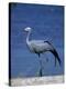 Blue Crane, Anthropoides Paradisea, Etosha National Park, Namibia, Africa-Thorsten Milse-Premier Image Canvas