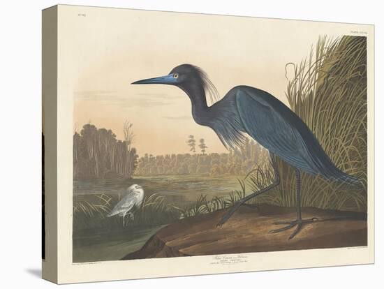 Blue Crane or Heron, 1836-John James Audubon-Premier Image Canvas