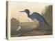 Blue Crane or Heron, 1836-John James Audubon-Premier Image Canvas