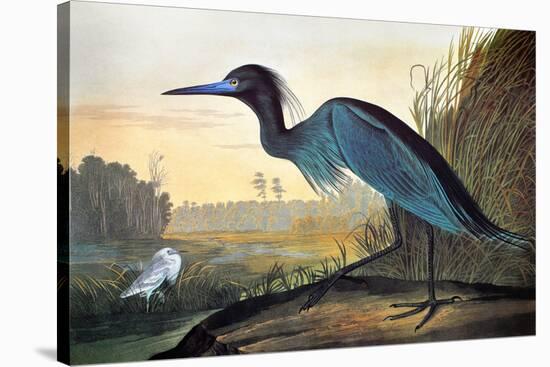 Blue Crane or Heron-John James Audubon-Premier Image Canvas