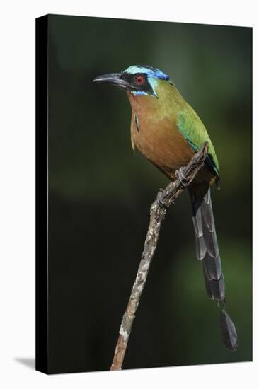 Blue-Crowned Motmot, Trinidad Motmot-Ken Archer-Premier Image Canvas