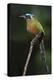 Blue-Crowned Motmot, Trinidad Motmot-Ken Archer-Premier Image Canvas