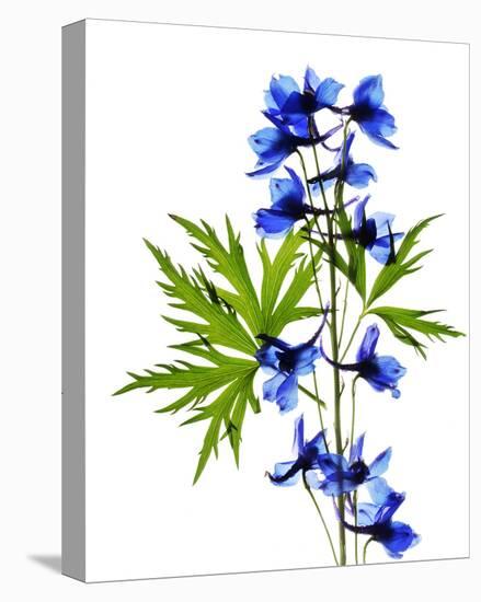 Blue Delphinium-Judy Stalus-Stretched Canvas