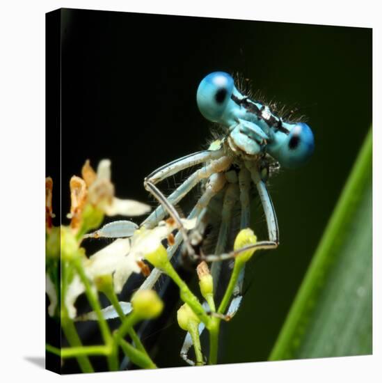 Blue Dragonfly On A Flower - Funny Portrait-Kletr-Premier Image Canvas