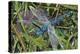 Blue Dragonfly-Kirstie Adamson-Premier Image Canvas