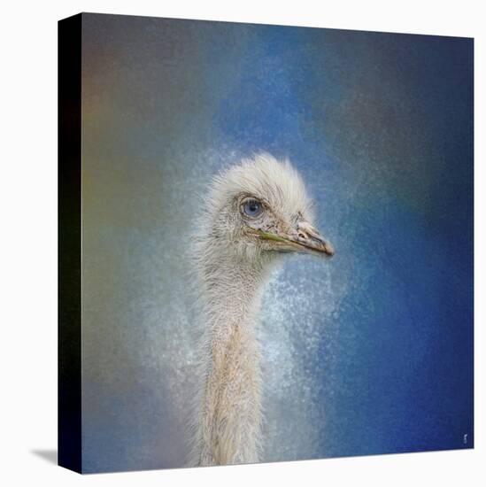 Blue Eyed Beauty Ostrich-Jai Johnson-Premier Image Canvas