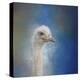 Blue Eyed Beauty Ostrich-Jai Johnson-Premier Image Canvas