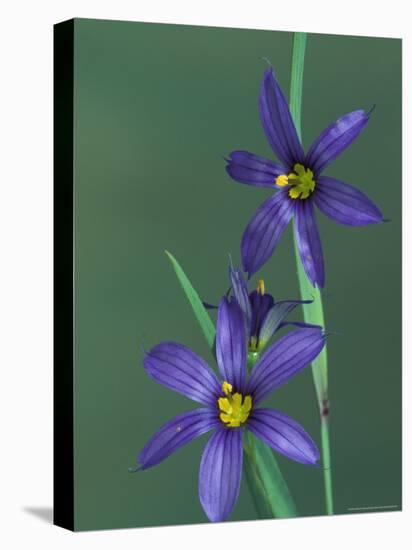 Blue Eyed Grass, Clarkston, Michigan, USA-Claudia Adams-Premier Image Canvas