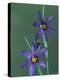 Blue Eyed Grass, Clarkston, Michigan, USA-Claudia Adams-Premier Image Canvas