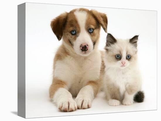 Blue-Eyed Red Merle Border Collie Puppy with Birman-Cross Kitten, Blue Eyes-Jane Burton-Premier Image Canvas