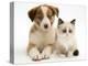 Blue-Eyed Red Merle Border Collie Puppy with Birman-Cross Kitten, Blue Eyes-Jane Burton-Premier Image Canvas