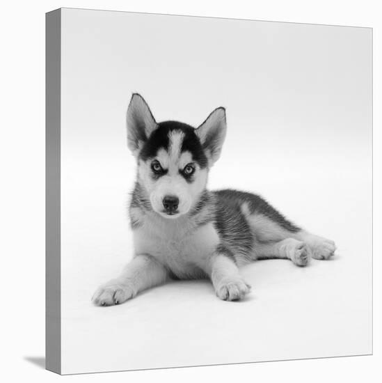 Blue-Eyed Siberian Husky Dog Puppy, 6 Weeks Old, Lying Down-Jane Burton-Premier Image Canvas