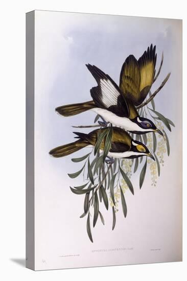 Blue-Faced Honeyeater (Entomyzon Cyanotis)-John Gould-Premier Image Canvas