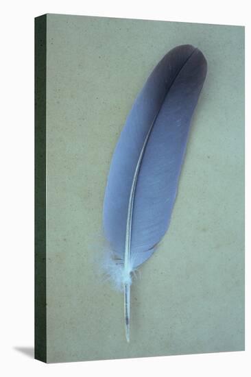 Blue Feather-Den Reader-Premier Image Canvas