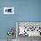 Blue Fishes Still Life-Little Dean-Premier Image Canvas displayed on a wall