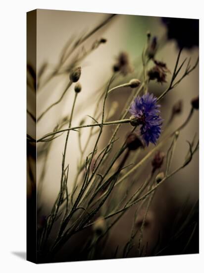 Blue Flower with Blurred Background-Clive Nolan-Premier Image Canvas