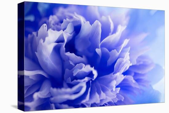 Blue Flower-PhotoINC-Premier Image Canvas