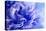 Blue Flower-PhotoINC-Premier Image Canvas