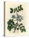 Blue Flowered Guaiacum Officinale-James Sowerby-Premier Image Canvas