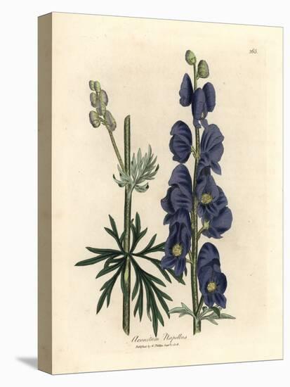 Blue Flowered Wolf's Bane or Monk's Hood, Aconitum Napellus-James Sowerby-Premier Image Canvas