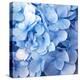 Blue Flowers-null-Premier Image Canvas