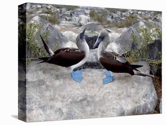 Blue-Footed Boobies in Skypointing Display, Galapagos Islands, Ecuador-Jim Zuckerman-Premier Image Canvas