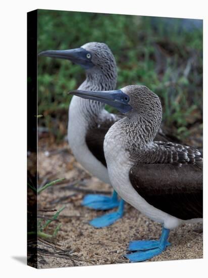 Blue-Footed Boobies of the Galapagos Islands, Ecuador-Stuart Westmoreland-Premier Image Canvas