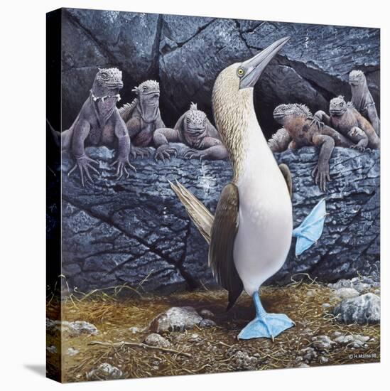 Blue Footed Boobies-Harro Maass-Premier Image Canvas