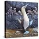 Blue Footed Boobies-Harro Maass-Premier Image Canvas