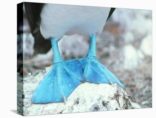 Blue-footed Booby Feet-Peter Scoones-Premier Image Canvas