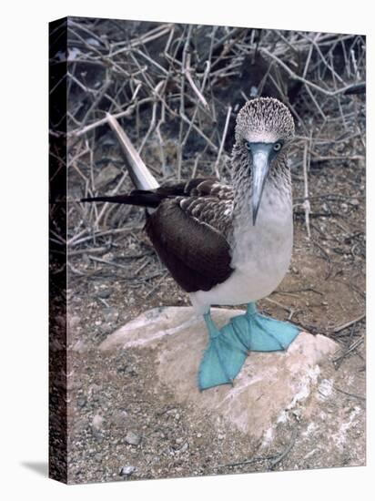 Blue Footed Booby, Galapagos Islands, Ecuador, South America-Sassoon Sybil-Premier Image Canvas