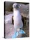 Blue Footed Booby, Galapagos Islands, Ecuador-Gavriel Jecan-Premier Image Canvas