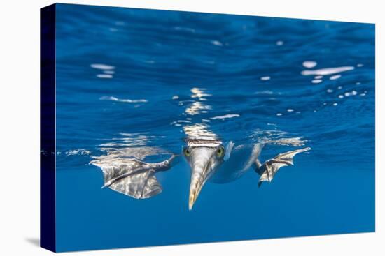 Blue-Footed Booby, Galapagos Islands-Art Wolfe-Premier Image Canvas