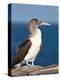 Blue Footed Booby, Isla Lobos Off Isla San Cristobal (San Cristobal Island), Galapagos Islands-Michael DeFreitas-Premier Image Canvas