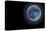 Blue Full Moon Isolated on a Black Sky-Steve Collender-Premier Image Canvas