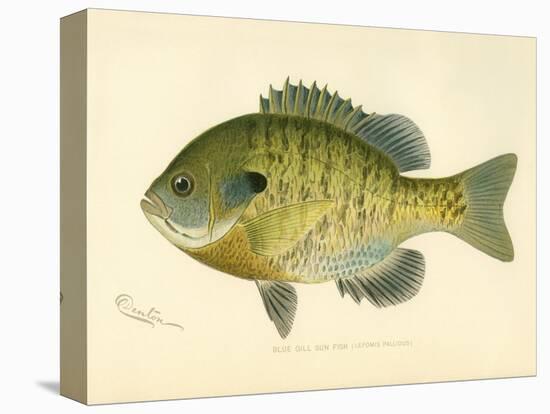 Blue Gill Sun Fish-null-Premier Image Canvas