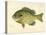 Blue Gill Sun Fish-null-Premier Image Canvas
