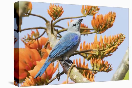 Blue-Gray Tanager Perched on Immortal Tree-Ken Archer-Premier Image Canvas