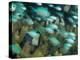 Blue-Green Chromis in Hard Coral, Papua New Guinea-Michele Westmorland-Premier Image Canvas
